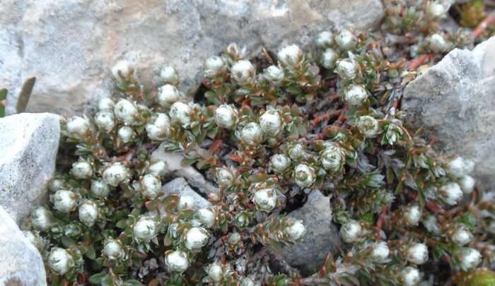pianta con fiori minuscoli - Androsace cfr. villosa